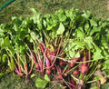 Early Wonder Tall Top Beet Seeds - 50 Count, Beta vulgaris, Juicing & Salad Greens, Glossy Baby Beets, Non-GMO Seed Packet