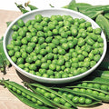Pea Seeds - Little Marvel Green Bush Variety - 100 Non-GMO Heirloom Pisum sativum for Home Garden