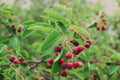 Serviceberry Cuttings 4 Pack, Amelanchier Tree Shrub, Edible Berries, Native Hardy Plant for Garden and Landscape