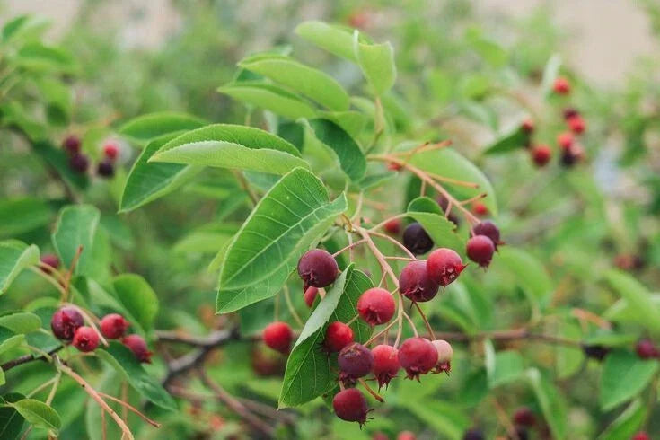 Serviceberry Cuttings 4 Pack, Amelanchier Tree Shrub, Edible Berries, Native Hardy Plant for Garden and Landscape