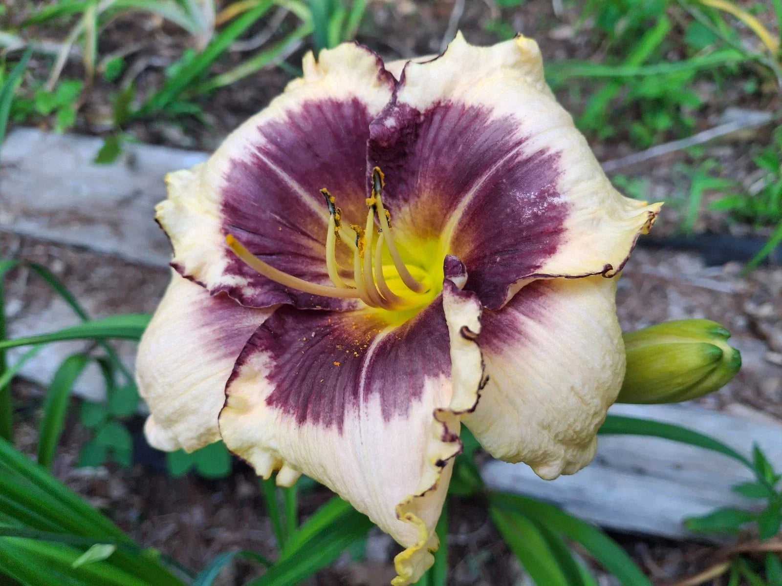 Daylily Bareroot Plant 1 Mature Fan 'Blackthorn' Hemerocallis, Dark Purple Blooms, Easy to Grow