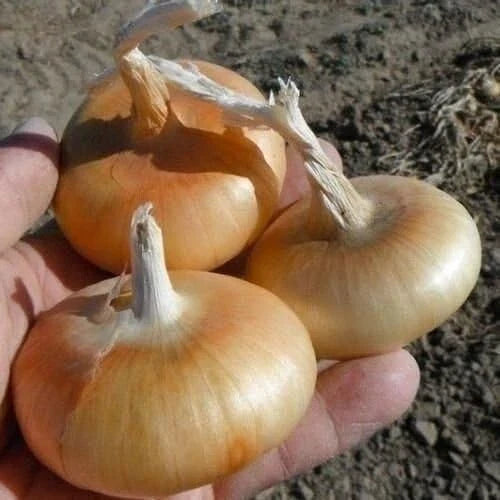 Cipollini Onion Seeds 200+ Count – Yellow Sweet Heirloom Organic Non-GMO Allium cepa Bulb-Forming Plant