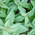 Organic Pineapple Sage Live Starter Plant - Herb, Salvia elegans, Aromatic Culinary Herb, Indoor & Outdoor