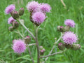 Creeping Thistle Seeds 200 Pack - Cirsium arvense Ground Cover for Wildflower Gardens and Borders