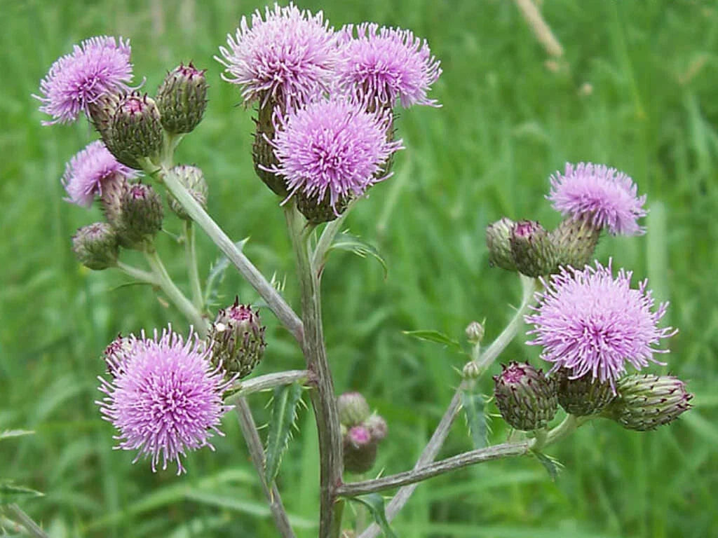 Creeping Thistle Seeds 200 Pack - Cirsium arvense Ground Cover for Wildflower Gardens and Borders