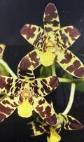 Orchid Plant Bare Root Anaselia Africana Rooted Stem Indoor Garden Easy Care Gift