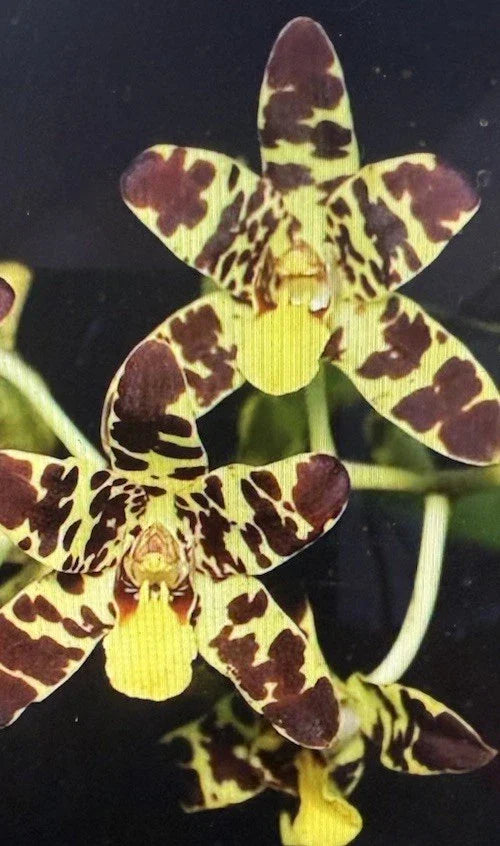 Orchid Plant Bare Root Anaselia Africana Rooted Stem Indoor Garden Easy Care Gift