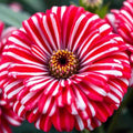 Peppermint Zinnia Seeds, Double Bloom, Rare Red & White Flowers, Zinnia elegans, Non-GMO, Flower Seeds for Garden, Container, Bed
