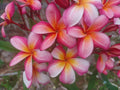 Plumeria Cuttings 8-10" Single Tip Vibrant Color Frangipani Plumeria spp. Tropical Garden Plant Propagation
