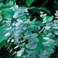 Eucalyptus Seeds for Planting 50 Pack - Eucalyptus globulus Dried Flowers & Decor