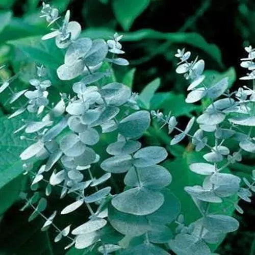 Eucalyptus Seeds for Planting 50 Pack - Eucalyptus globulus Dried Flowers & Decor