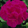 Maverick Violet Geranium Seeds - Pelargonium × hortorum - 12 Flower Seeds for Borders, Containers & Pollinator Gardens