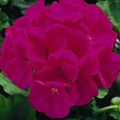 Maverick Violet Geranium Seeds - Pelargonium × hortorum - 12 Flower Seeds for Borders, Containers & Pollinator Gardens