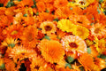 Calendula Seeds 250+ for Planting - Pacific Beauty Mix - Organic Garden Seeds - Calendula officinalis