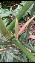 Philodendron Cutting 24” TIP Giant Vine, Philodendron giganteum, Large Climbing Indoor Plant, Tropical Houseplant