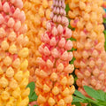 Salmon Star Lupine Seeds - Perennial Flower Seeds for Borders & Gardens - Lupinus nootkatensis, Hardy, Summer Blooming, 25 Seeds