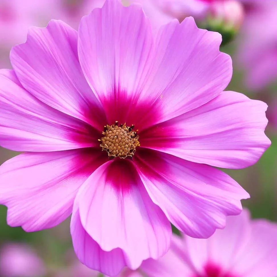 Cosmos Seeds Bulk Pack Non-GMO Gloria Variety for Gardens, Borders & Pollinator Attracting Cosmos bipinnatus