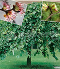 Elm Tree Seeds - Organic Heirloom Ulmus americana - 25+ Seeds for Sustainable Gardening and Landscaping