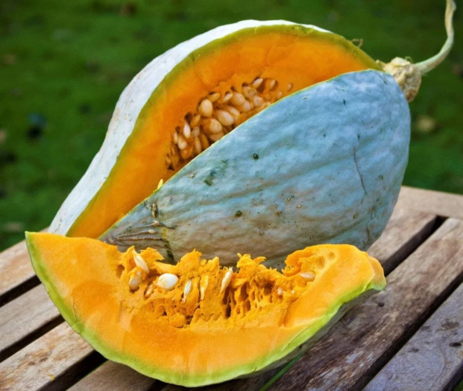 Giant Blue Hubbard Squash Seeds – Heirloom Non-GMO Cucurbita maxima, Large Blue-Green Fruits, Sweet Flavor, Pack of 10+