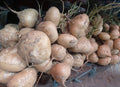 Plant Seeds - 300+ Singkamas Mexican Yam Bean Pachyrhizus erosus Edible Root Vegetable