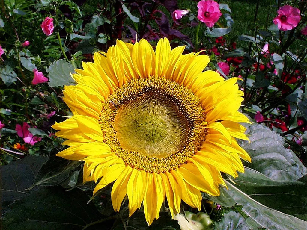 Sunflower Seeds - 45 Pack Sunspot Dwarf Yellow Helianthus annuus for Container Gardening and Small Spaces