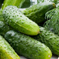 Boston Pickling Cucumber Seeds – Green Prolific Gherkin, Non-GMO, Organic Heirloom, Cucumis sativus, Compact, High Yield, For Pickling & Fresh