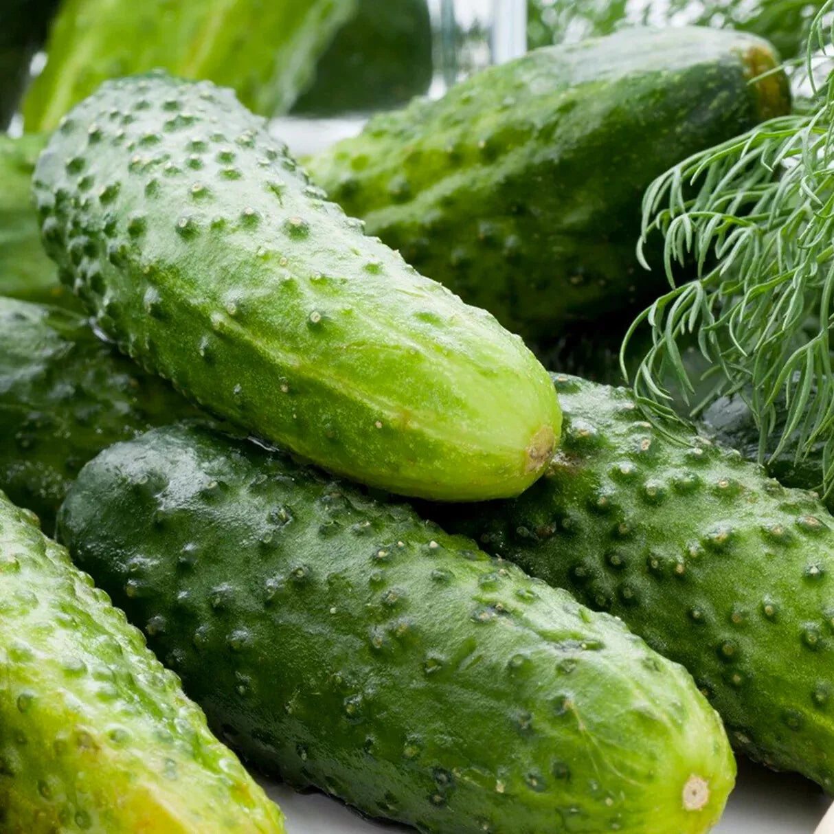 Boston Pickling Cucumber Seeds – Green Prolific Gherkin, Non-GMO, Organic Heirloom, Cucumis sativus, Compact, High Yield, For Pickling & Fresh