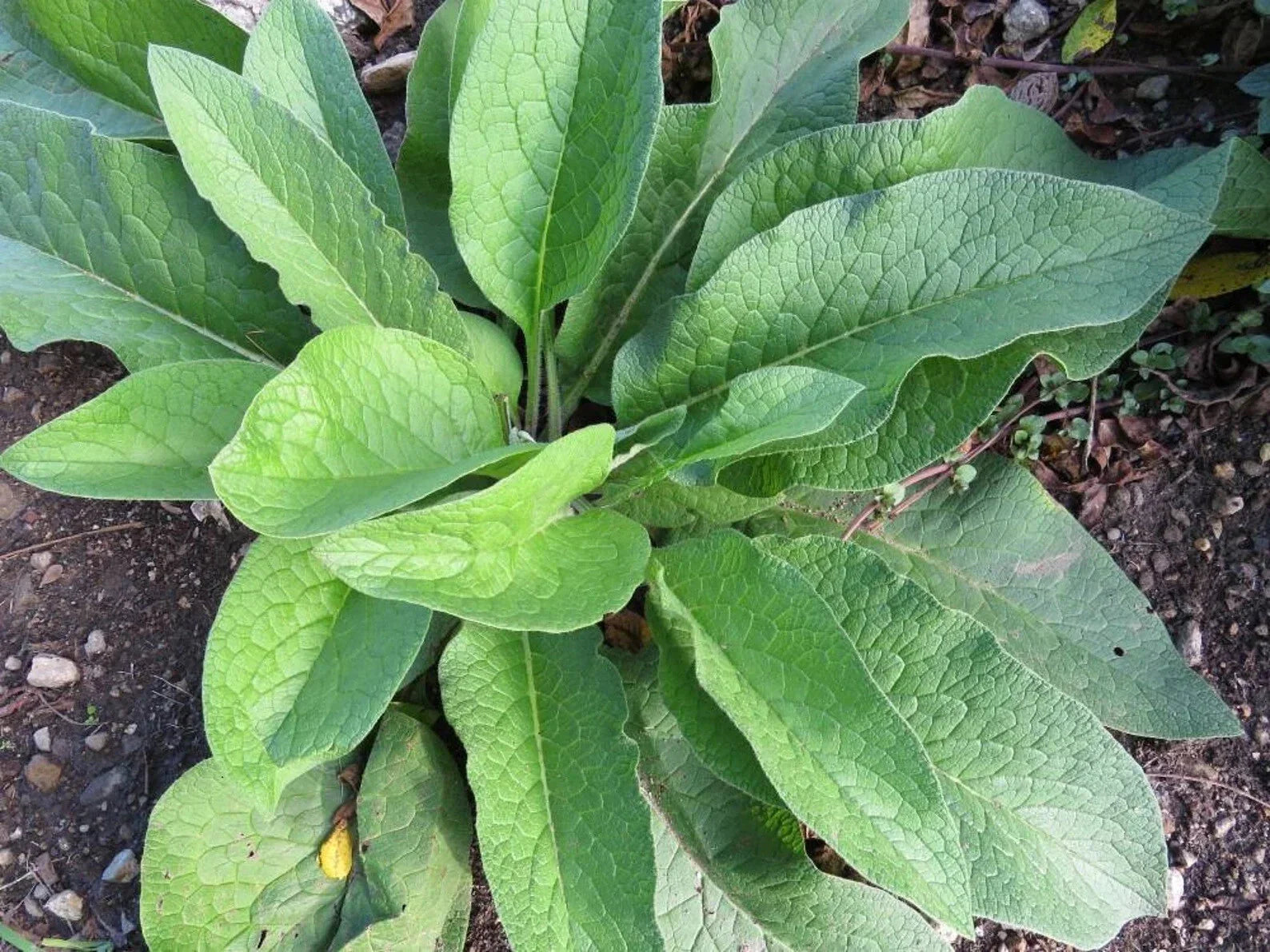 Russian Comfrey Root Cuttings 5+ Pack Bocking 14 Variety Beyond Organic