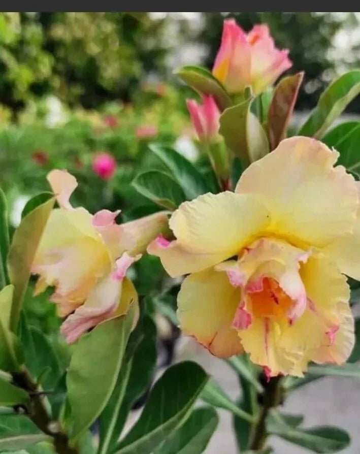 Desert Rose Seeds 8 Pack - Double Yellow & Pink Shades Adenium obesum - Drought Tolerant, Sun-Loving, Easy to Grow