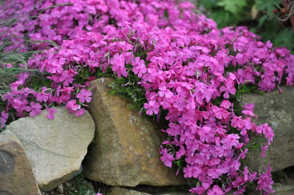 McDaniel's Cushion Phlox Seeds - 100+ Pack, Phlox subulata, Perennial, Colorful Flowers, Low-Growing, Garden Planting, USA
