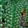 Brussels Sprouts Seeds - Non-GMO Heirloom Brassica oleracea var. gemmifera for Home Garden, Full Sun, Easy to Grow