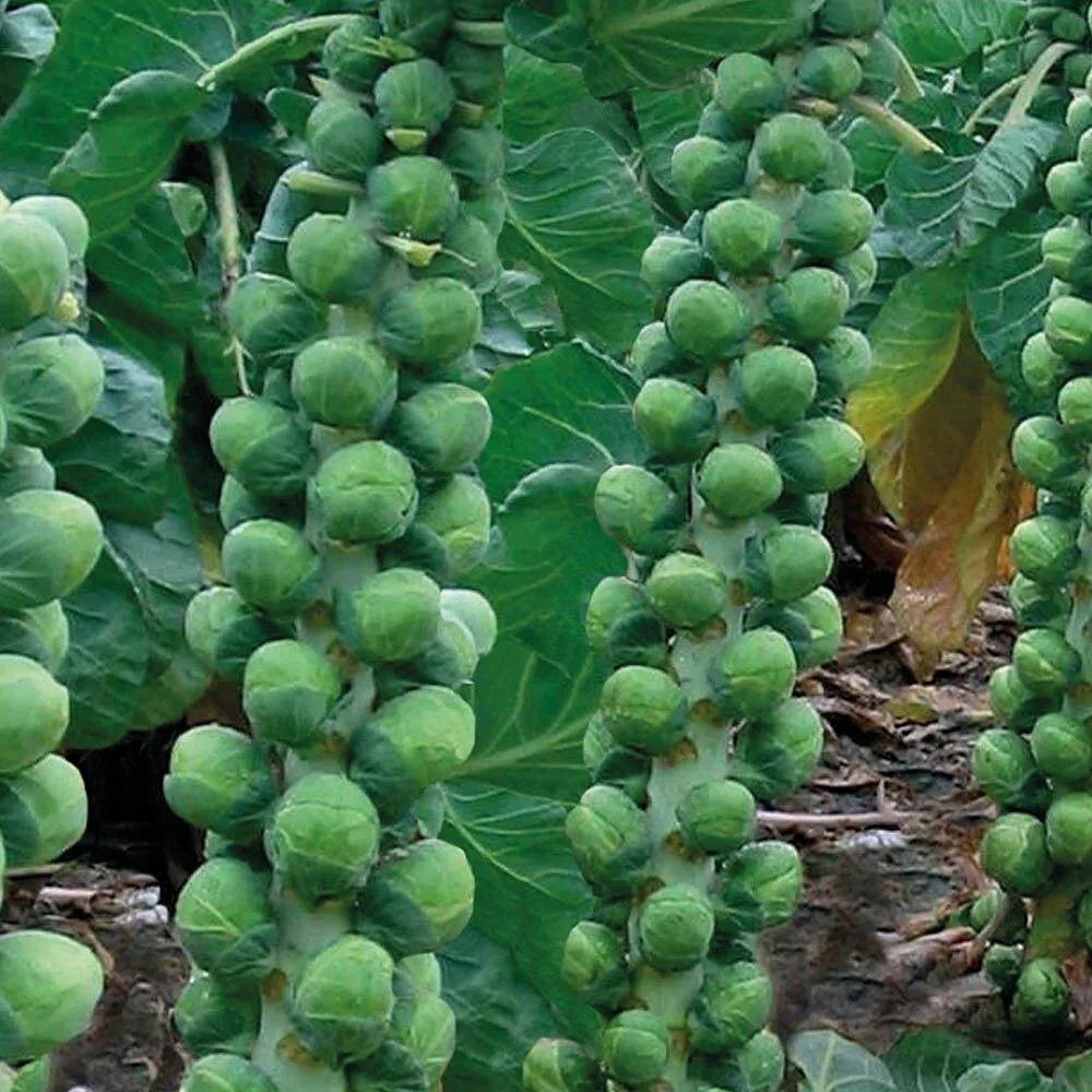 Brussels Sprouts Seeds - Non-GMO Heirloom Brassica oleracea var. gemmifera for Home Garden, Full Sun, Easy to Grow