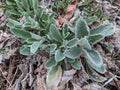 Lambs' Ear Bare Root Starter Plants - 3 Pack - Stachys byzantina - Easy Care Perennial Ground Cover