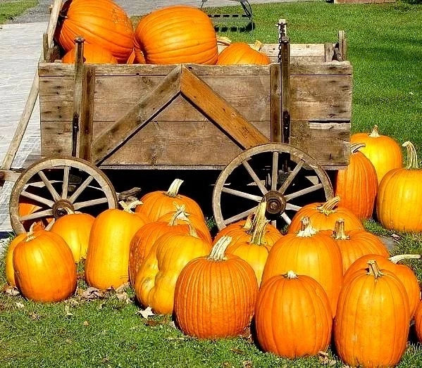 Large Jack O'Lantern Pumpkin Seeds - Heirloom Cucurbita pepo for Carving & Fall Decorations, 25-40 lbs, Pack of 10