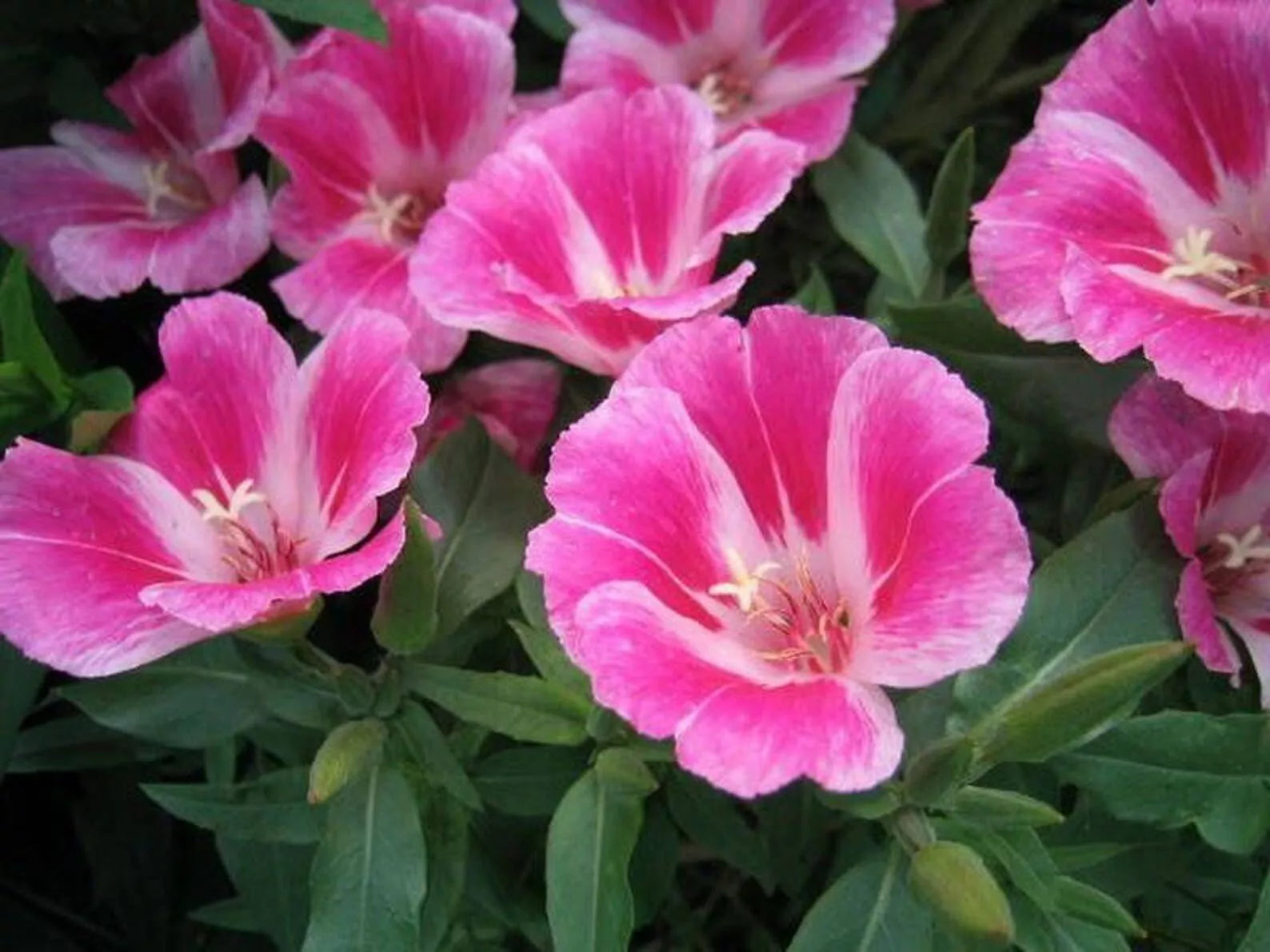 Clarkia Farewell to Spring Seeds - 300+ Godetia Amoena Annual Flower Seeds for Borders & Cuttings