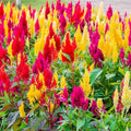 Pampas Plume Mix Celosia Seeds - Rainbow Colors, Annual Flower, Celosia argentea var. plumosa, Garden Seeds for Borders & Cut Flowers