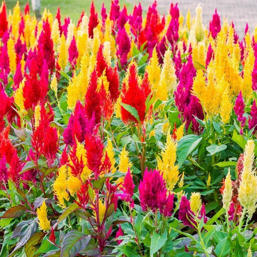 Pampas Plume Mix Celosia Seeds - Rainbow Colors, Annual Flower, Celosia argentea var. plumosa, Garden Seeds for Borders & Cut Flowers
