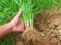 Fresh Garlic Chinese Chives Bare Roots - Allium tuberosum Herb, Culinary Herb, Perennial, Live Plant for Kitchen & Garden