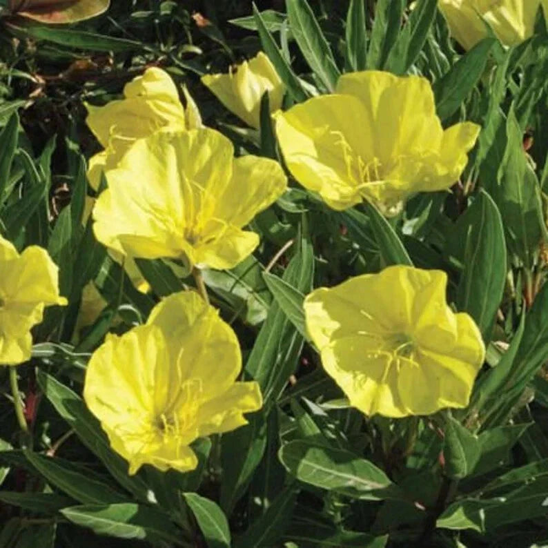 Organic Evening Primrose Seeds - Dwarf Perennial, Oenothera fruticosa, 200 Seeds, Full Sun, Butterfly & Pollinator Attractant