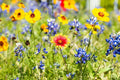 Wildflower Seed Packet - Open-Pollinated Bulk Flower Mix for Garden, Native Wildflowers, Non-GMO, Pollinator-Friendly, Low-Maintenance