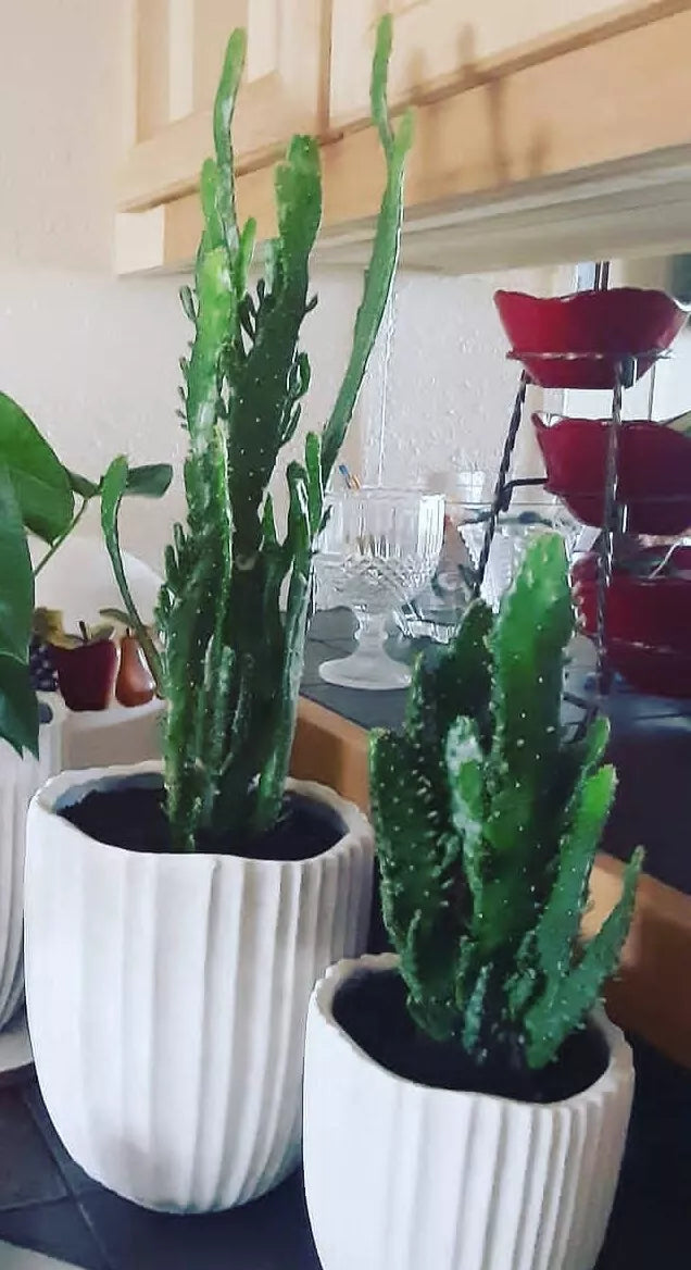 Joseph's Coat Cactus with Roots - 4-6 Inches, Colorful Succulent, Opuntia x 'Joseph's Coat' for Indoor or Outdoor Garden