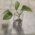 Pothos Cutting with Roots - Marble Queen Variegated Houseplant - Epipremnum aureum