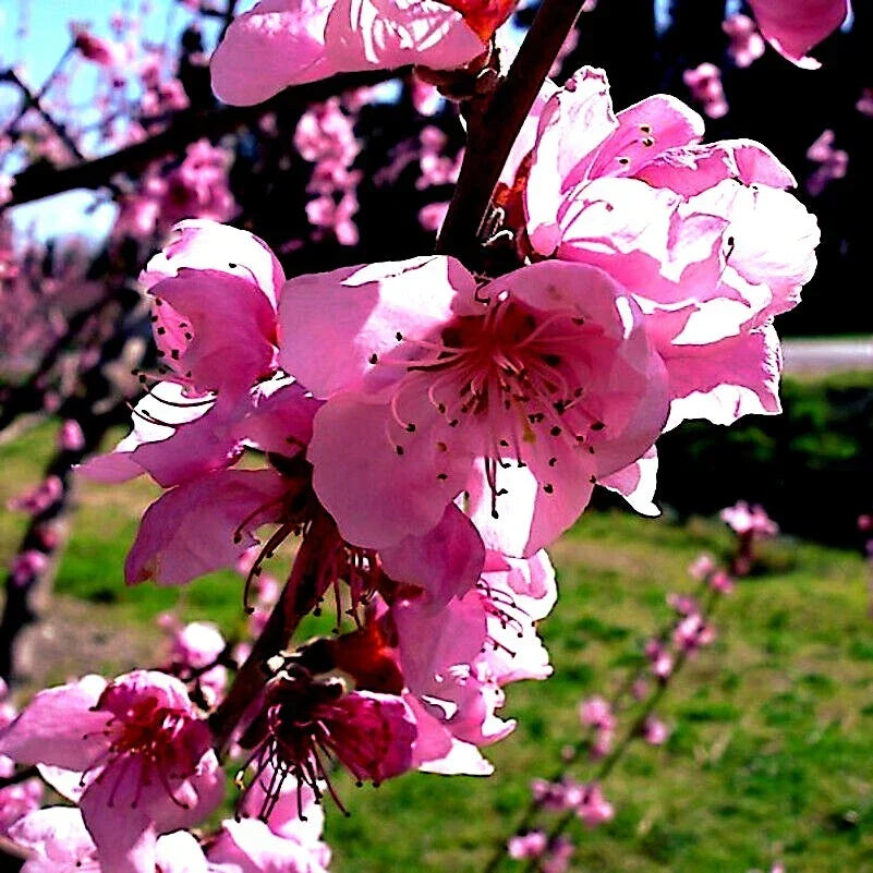 Dwarf Peach Tree Seeds – Loring NEMAGUARD Variety Prunus persica Fruit Plant Seeds, Compact, Fast-Growing, Hardy