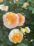 Live Rose Cuttings - Molineux Variety, 5-8 Inches, David Austin, Unrooted Fresh Rose Stems, Fragrant Golden-Yellow Blooms