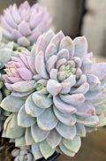 Rare Succulent Plant - 2" Rooted Sedeveria 'Lilac Mist' Hybrid for Indoor Gardens and Collectors