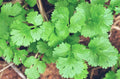 Cilantro Seeds 50+ | Slow Bolt Coriandrum sativum Herb for Culinary Use | Garden Planting