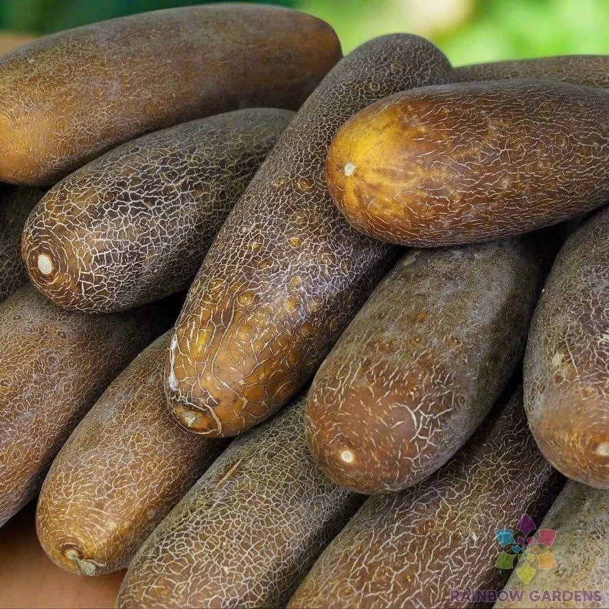 Brown Russian Cucumber Seeds – Organic Non-GMO Cucumis sativus for Home Garden, Container Planting, Salad & Pickling, 25 Seeds