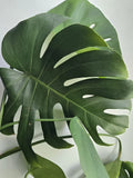 Large Rooted Monstera Deliciosa Cutting | Tropical Indoor Swiss Cheese Plant