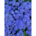 Flossflower Seeds 100 Pack, Blue Mink Ageratum, Garden Ageratum, Ageratum Mexicanum Blueweed, Pollinator-Friendly, Compact Growth