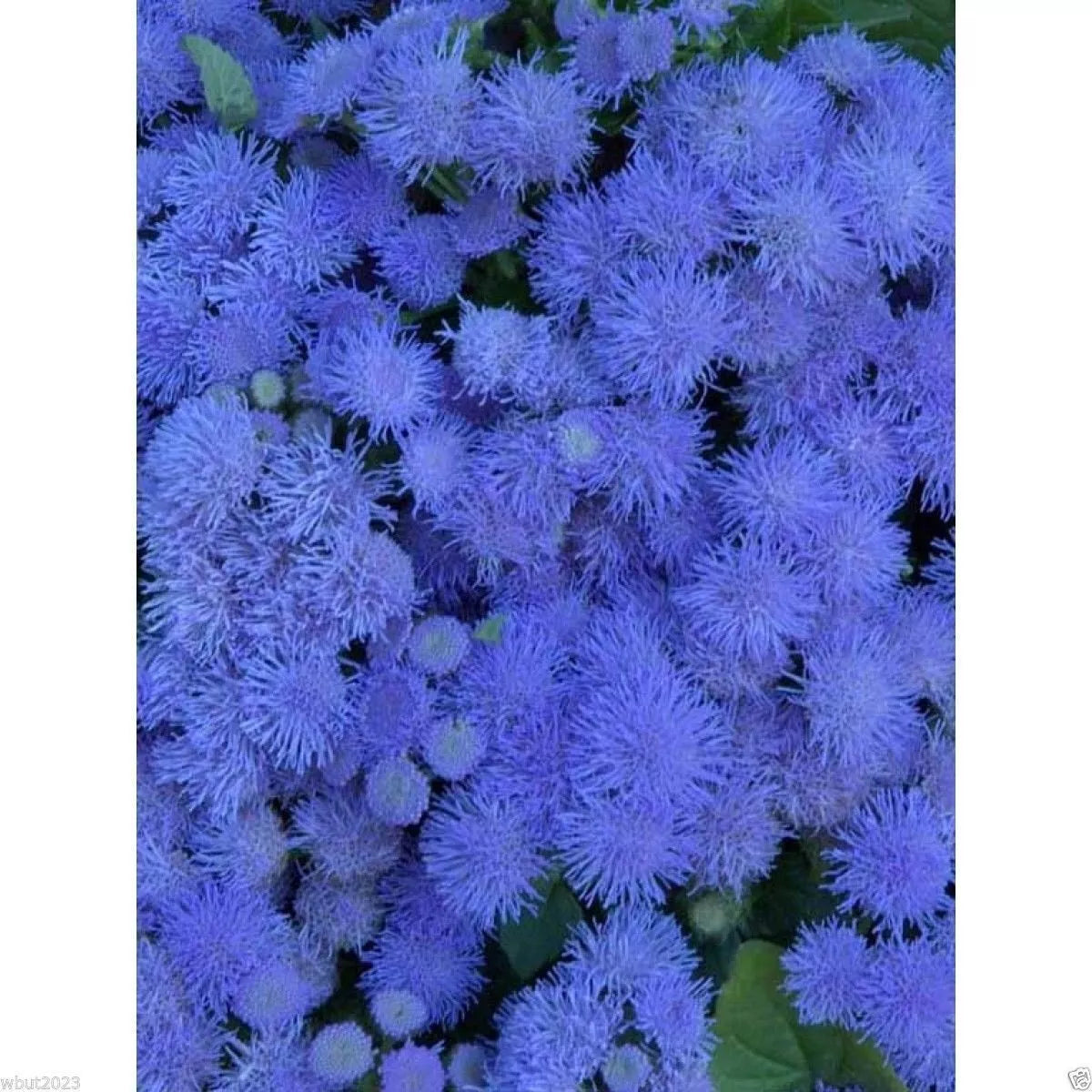 Flossflower Seeds 100 Pack, Blue Mink Ageratum, Garden Ageratum, Ageratum Mexicanum Blueweed, Pollinator-Friendly, Compact Growth